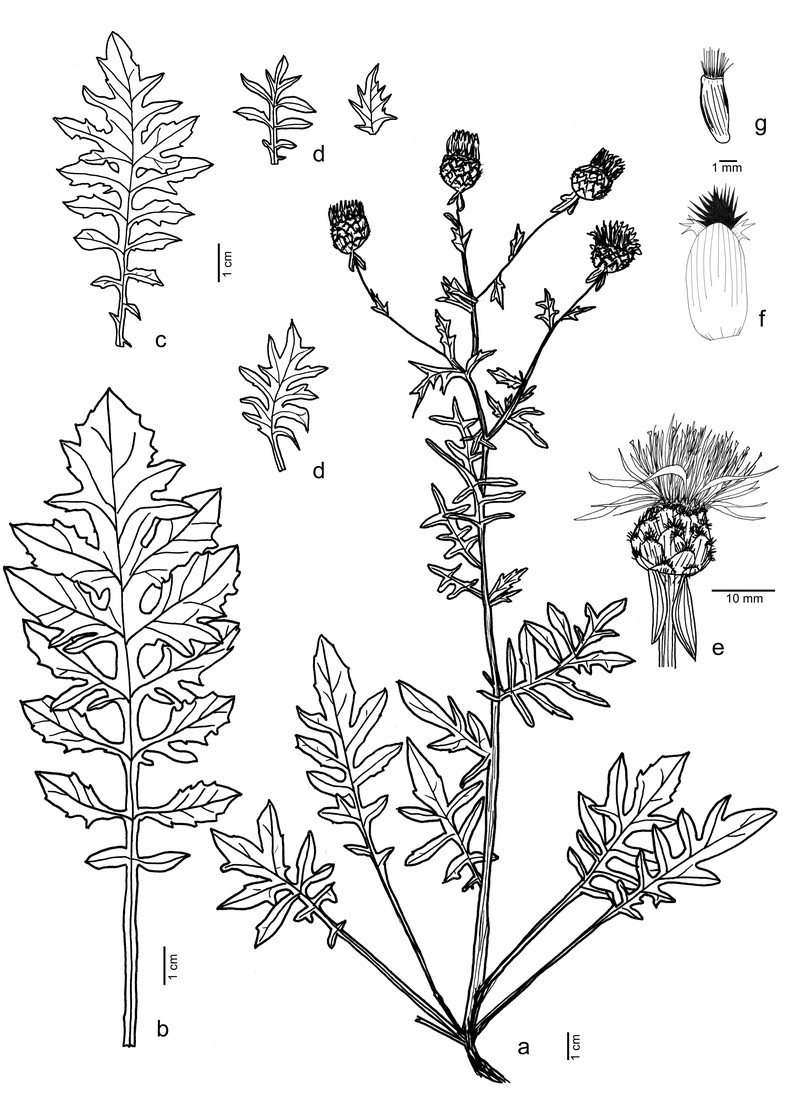 Centaurea valdemonensis photo 3