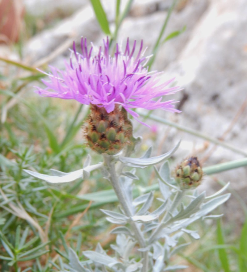 Centaurea valdemonensis photo 4