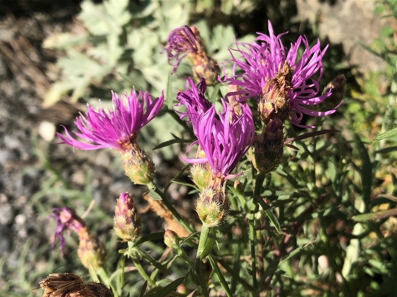 Centaurea valesiaca