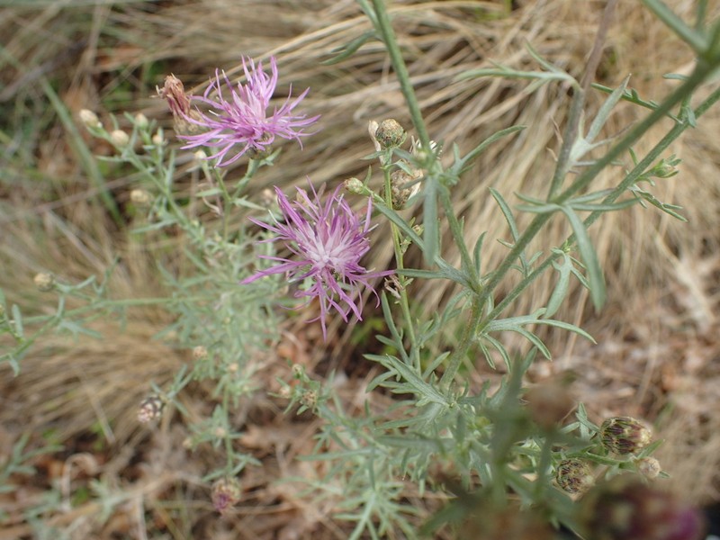 Centaurea valesiaca photo 2