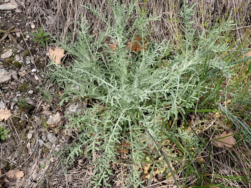 Centaurea valesiaca photo 3