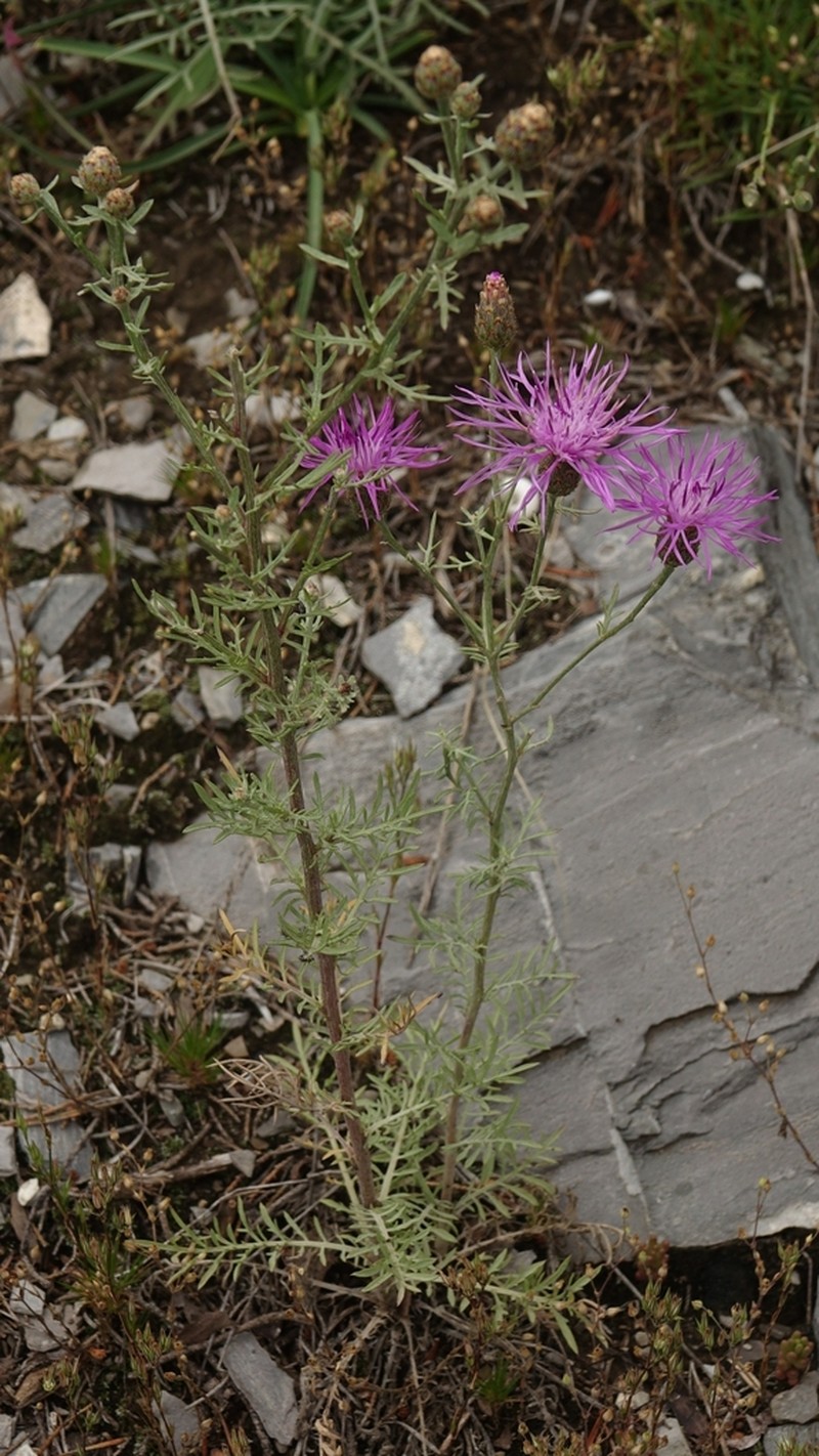 Centaurea valesiaca photo 4