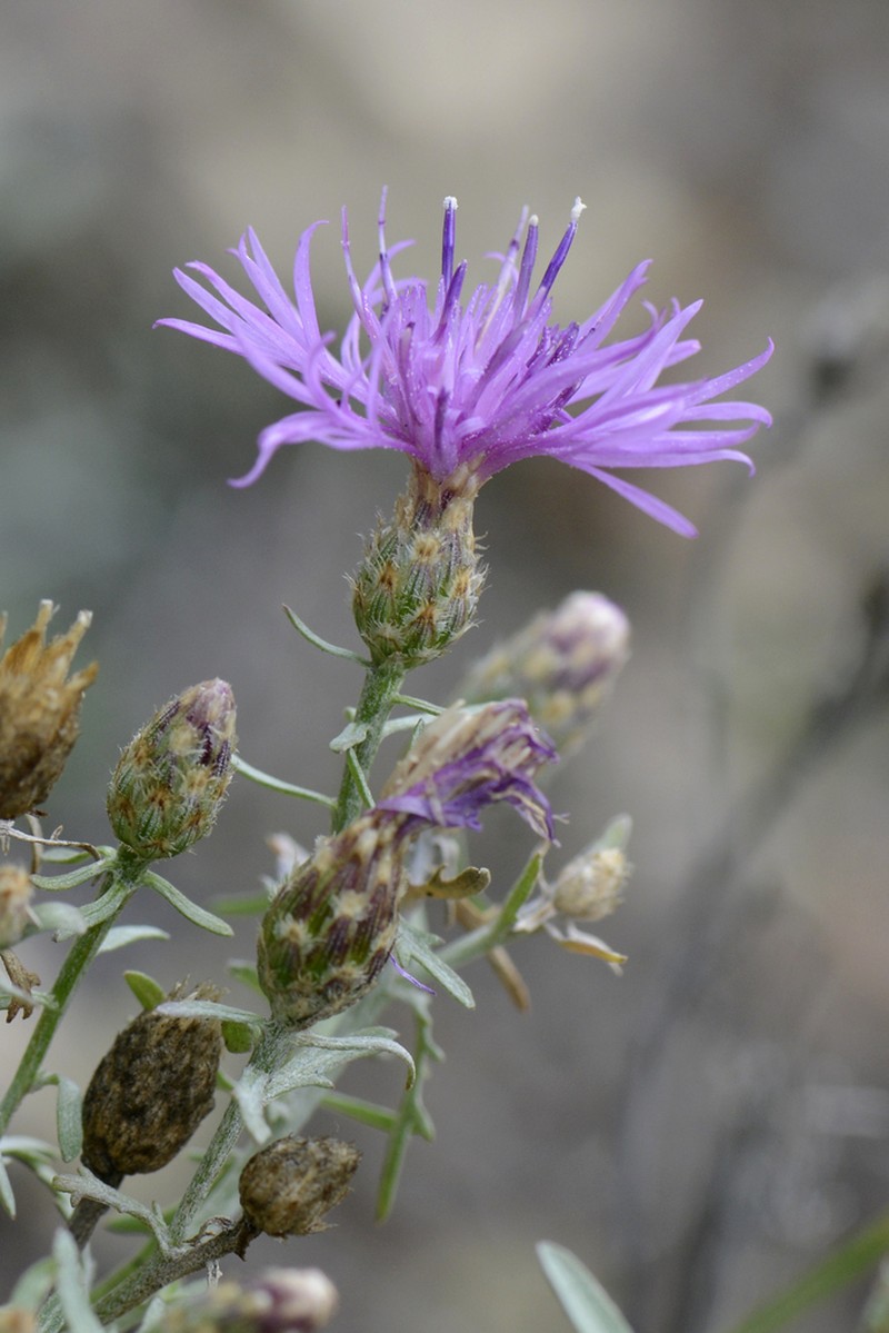Centaurea valesiaca photo 5