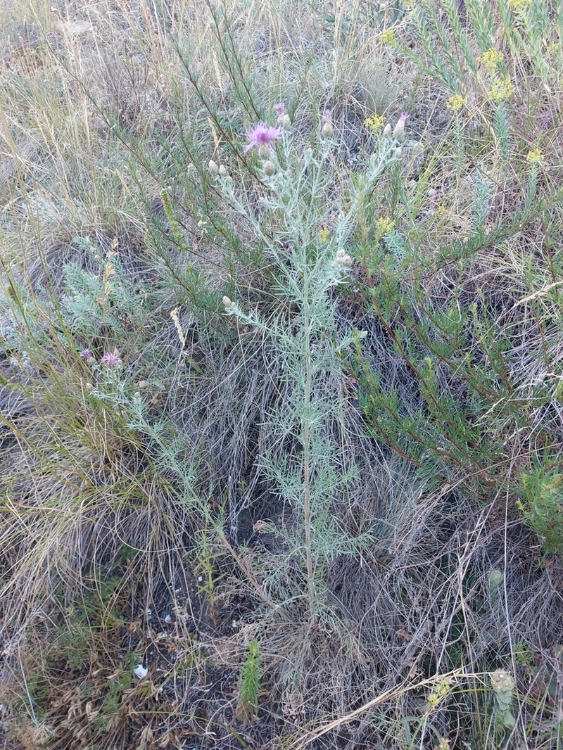 Centaurea valesiaca photo 6