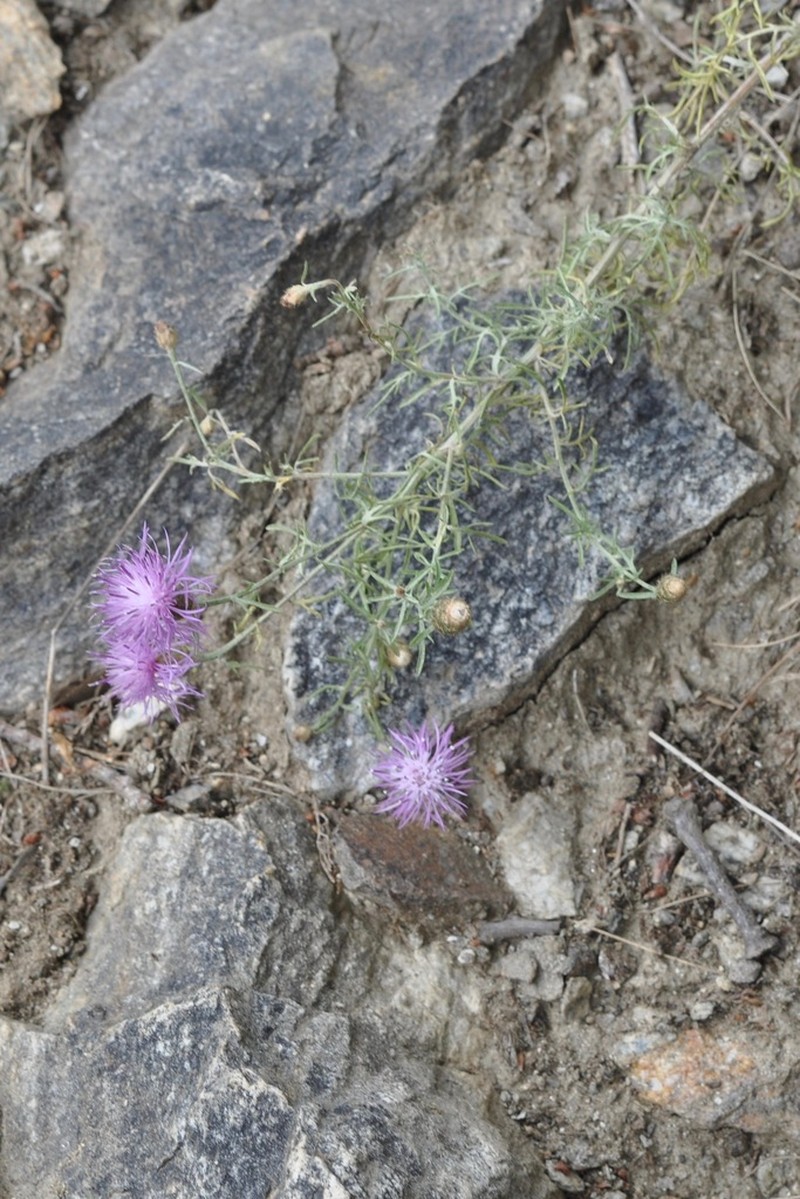 Centaurea valesiaca photo 8