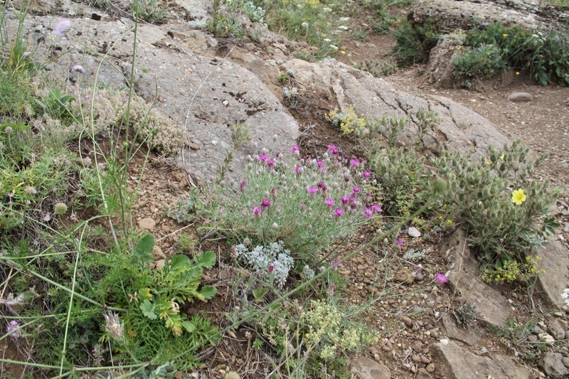 Centaurea vankovii