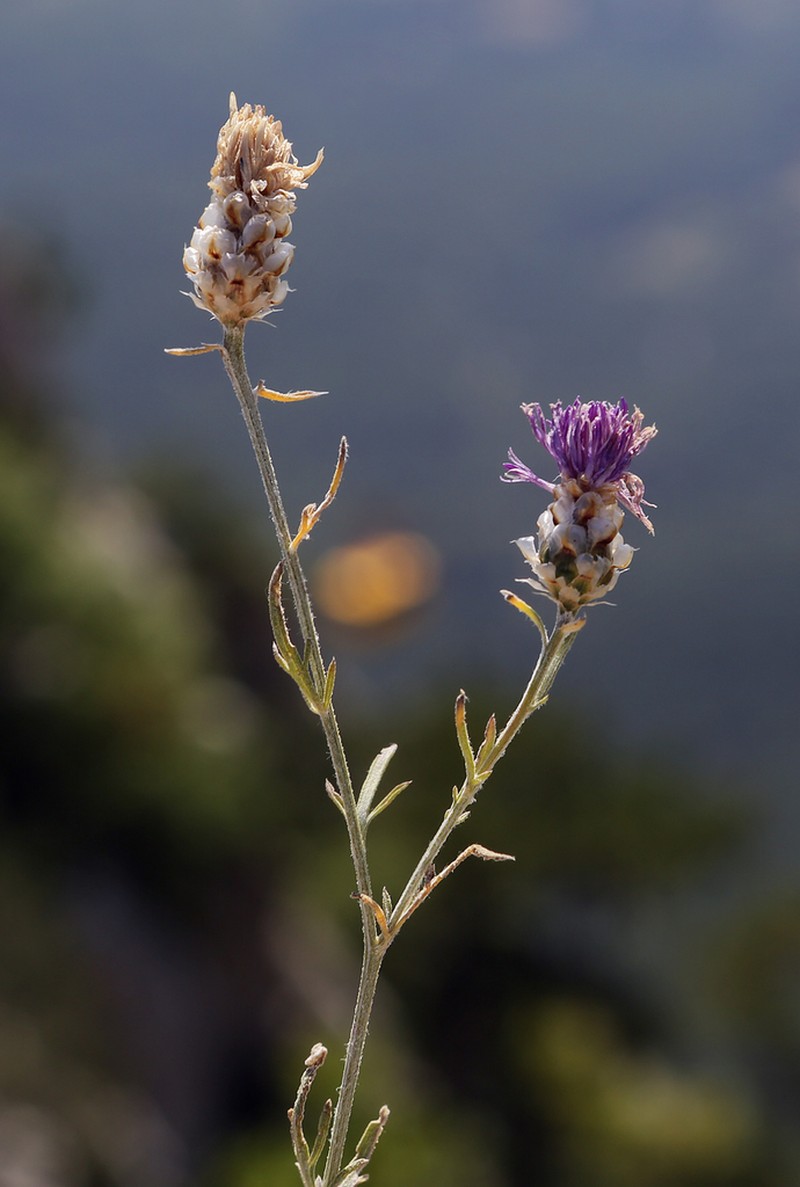 Centaurea vankovii photo 2