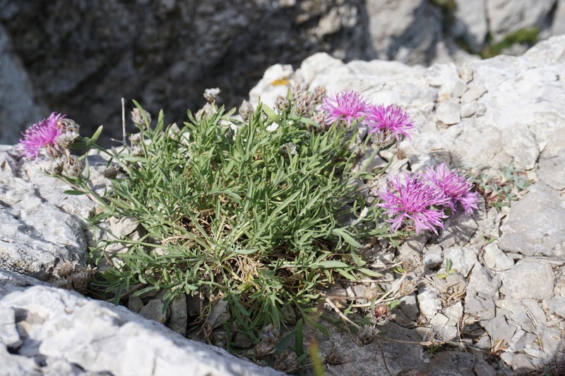 Centaurea vankovii photo 3