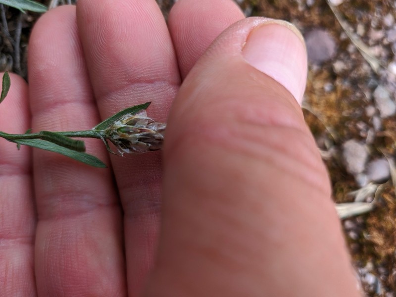 Centaurea vankovii photo 4