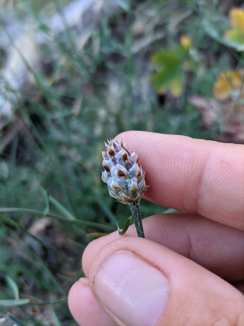 Centaurea vankovii photo 5