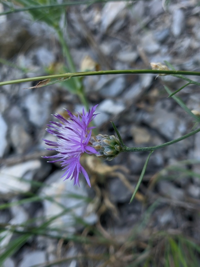 Centaurea vankovii photo 6