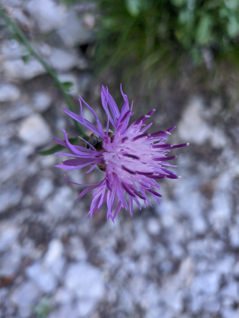 Centaurea vankovii photo 7