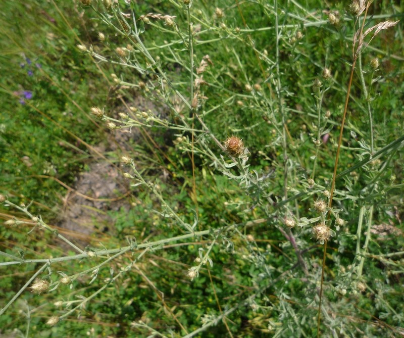 Centaurea varnensis photo 2