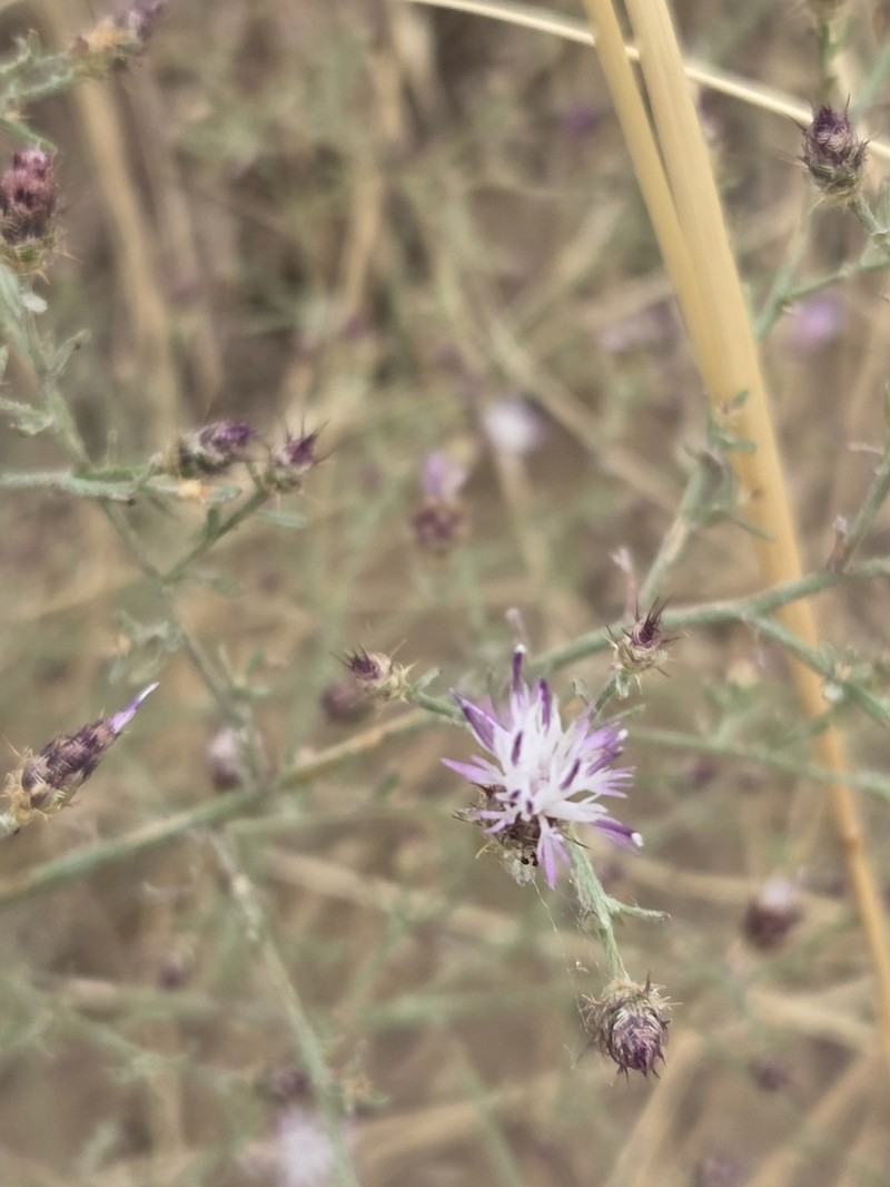 Centaurea varnensis photo 3