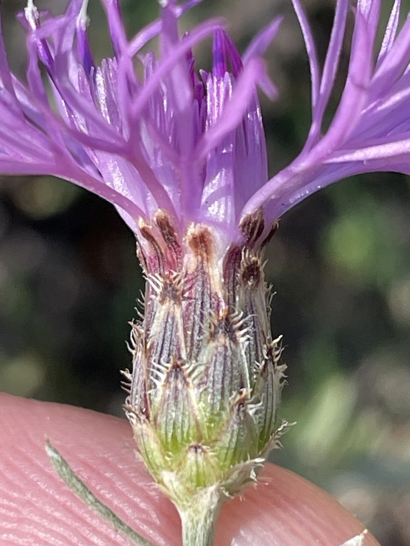 Centaurea varnensis photo 4