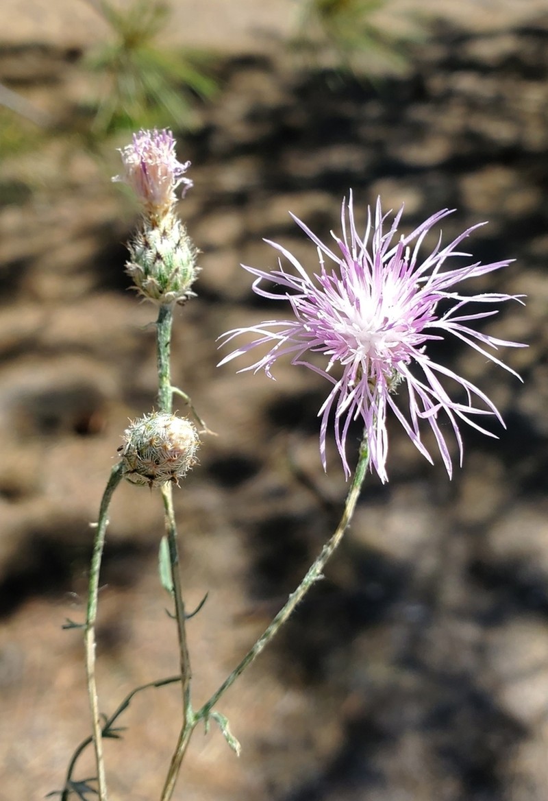 Centaurea varnensis photo 5