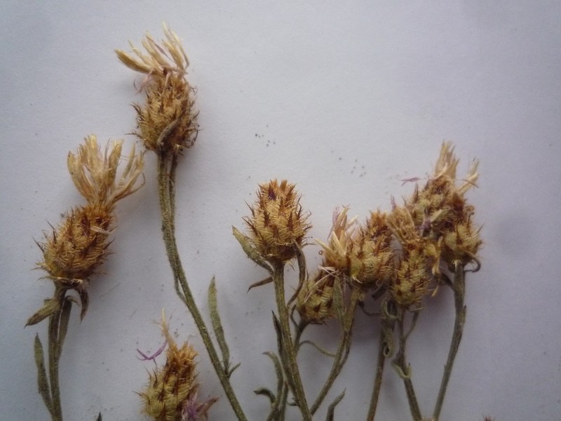 Centaurea varnensis photo 6