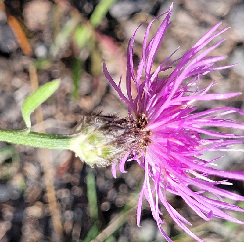Centaurea varnensis photo 7
