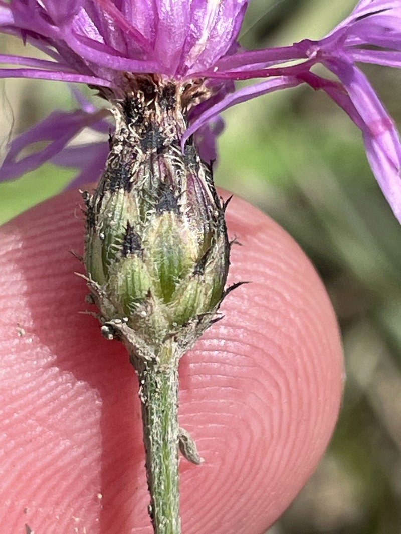 Centaurea varnensis photo 8