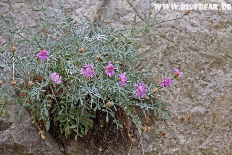 Centaurea veneris
