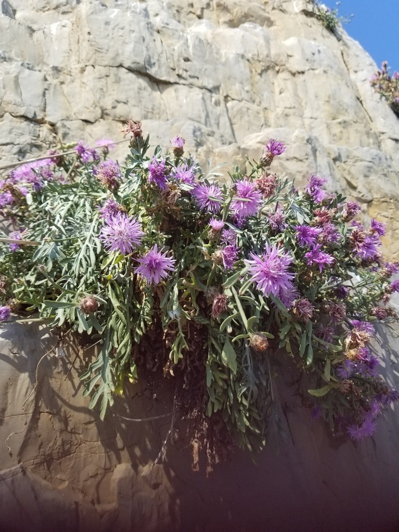 Centaurea veneris photo 2