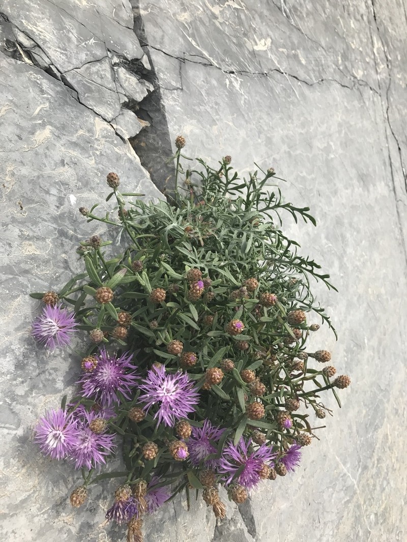 Centaurea veneris photo 3