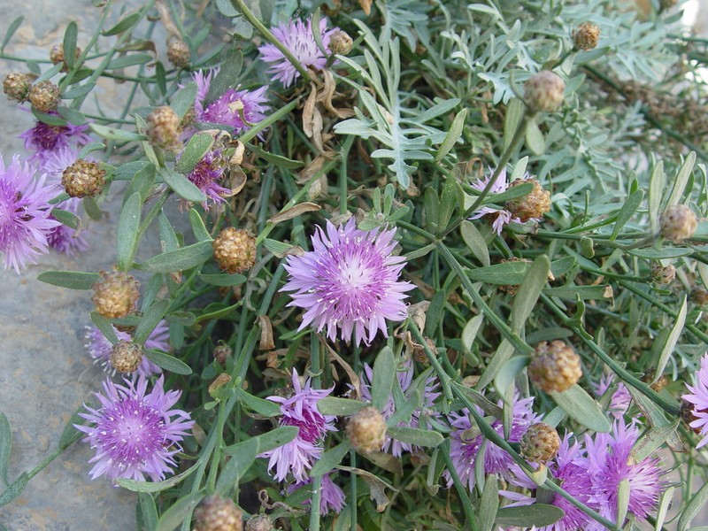 Centaurea veneris photo 4