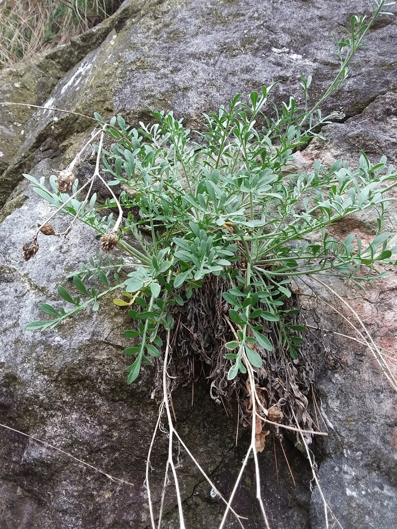 Centaurea veneris photo 5