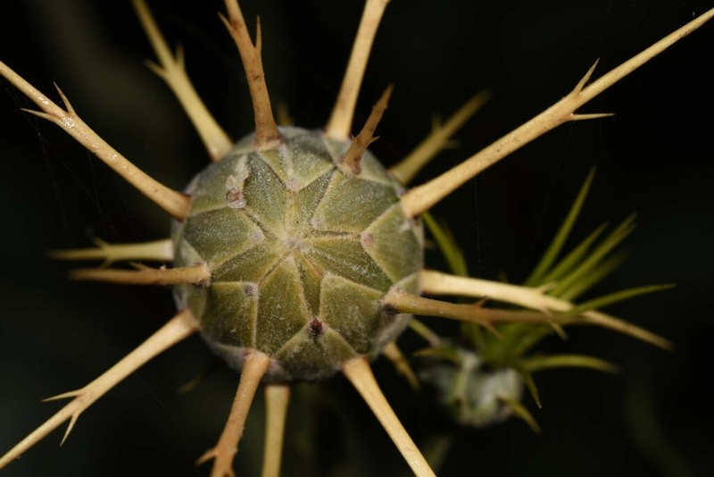 Centaurea verutum