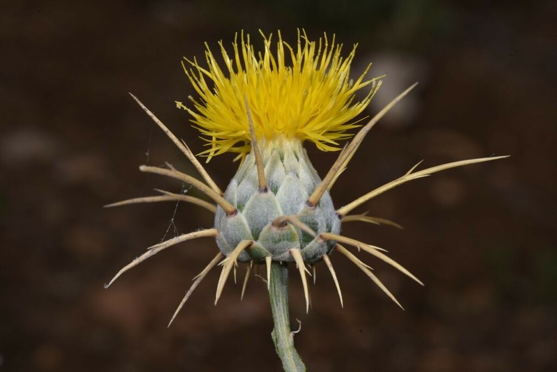 Centaurea verutum photo 2