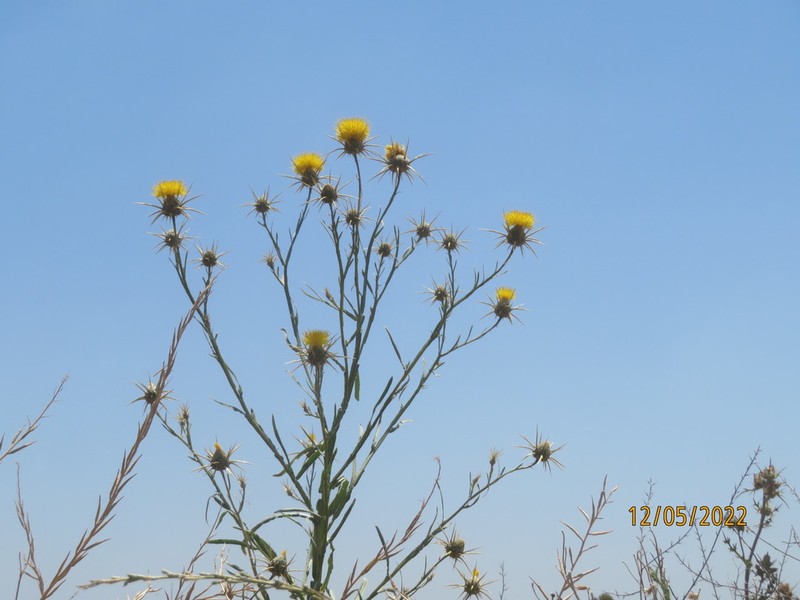 Centaurea verutum photo 3