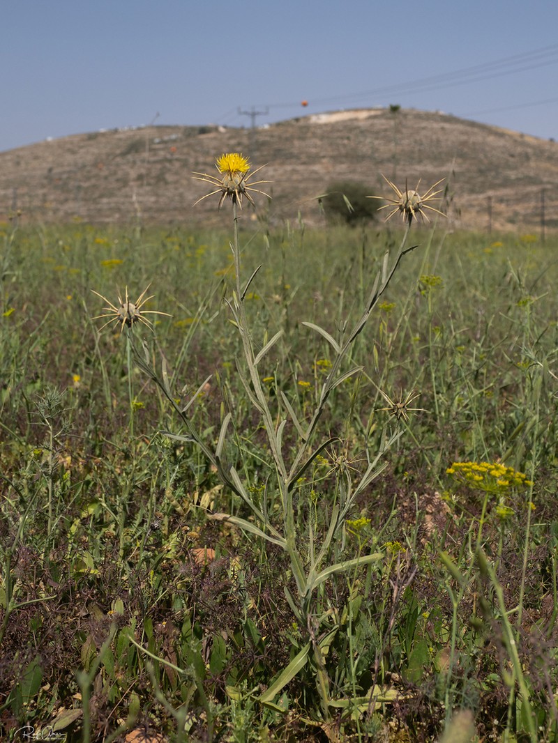 Centaurea verutum photo 4