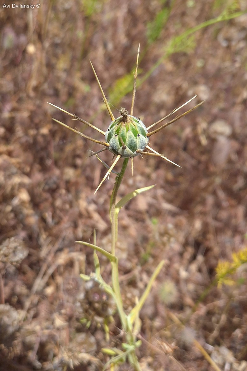 Centaurea verutum photo 5