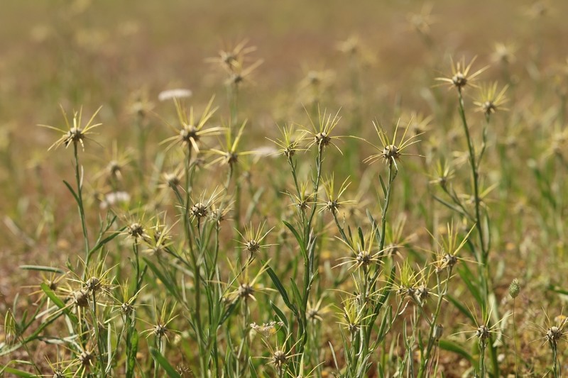 Centaurea verutum photo 6