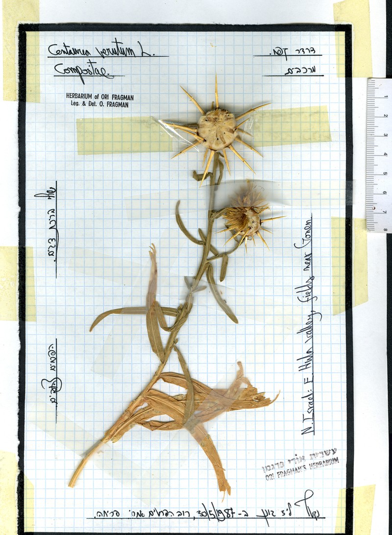 Centaurea verutum photo 7