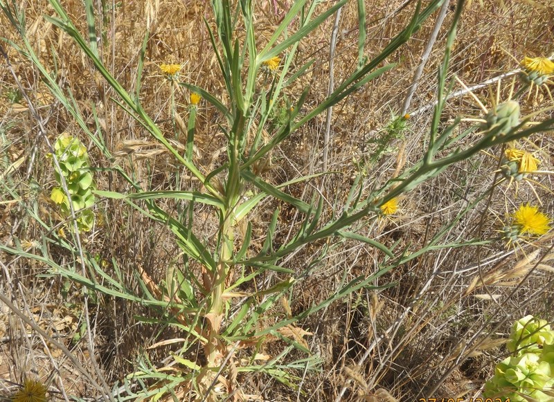 Centaurea verutum photo 8