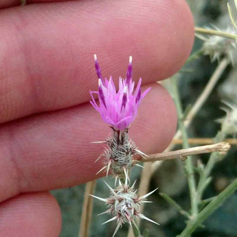 Squarrose Knapweed photo 5