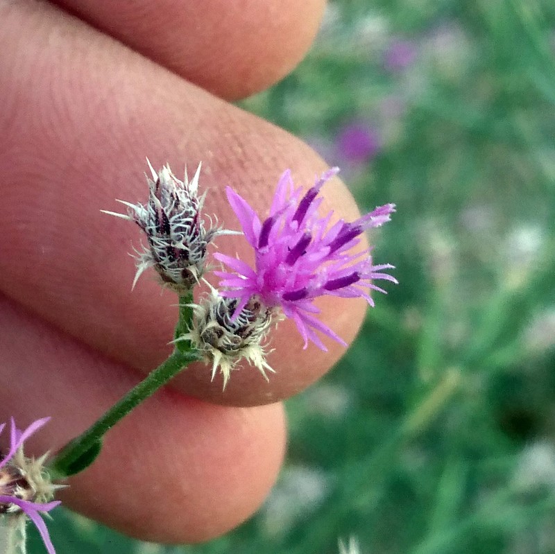 Squarrose Knapweed photo 6