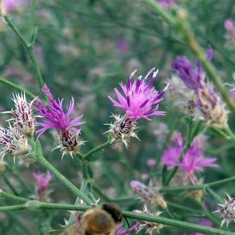 Squarrose Knapweed photo 7