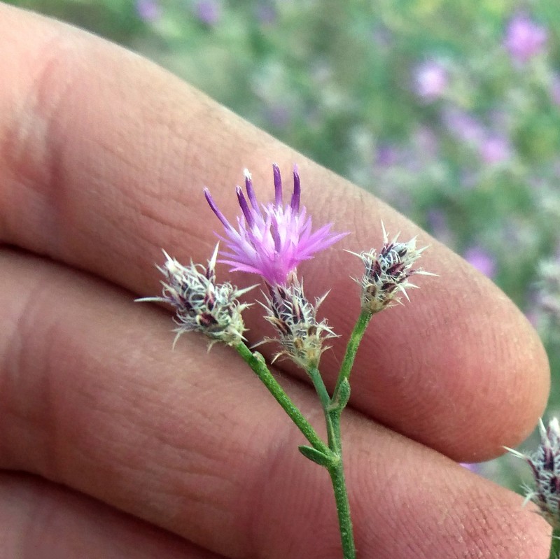 Squarrose Knapweed photo 2