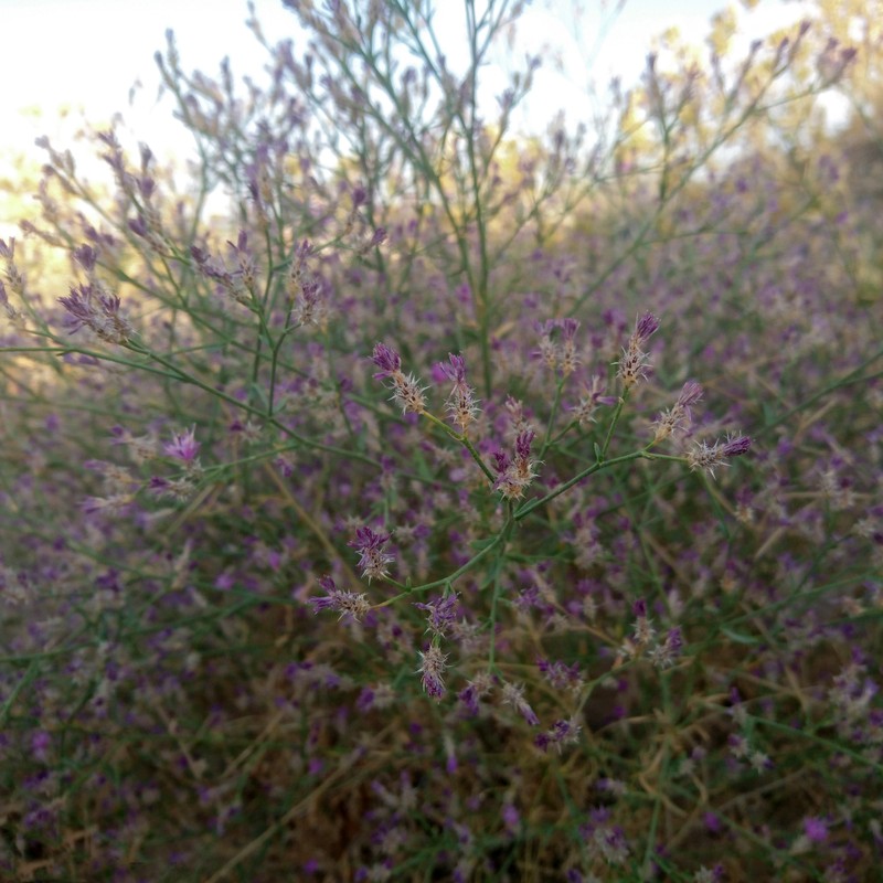 Squarrose Knapweed photo 3