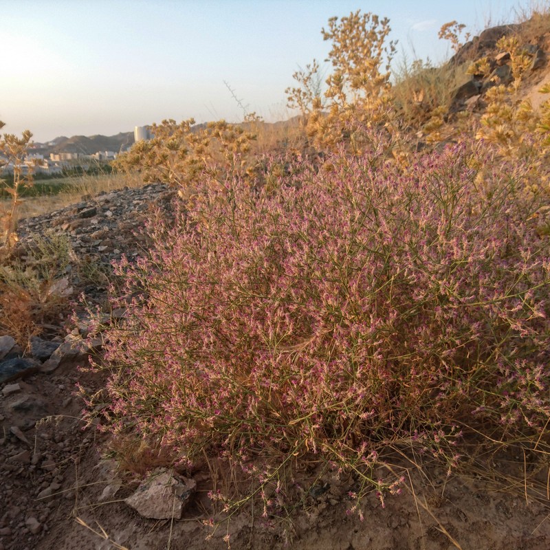 Squarrose Knapweed photo 4