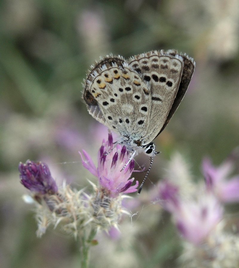 Squarrose Knapweed