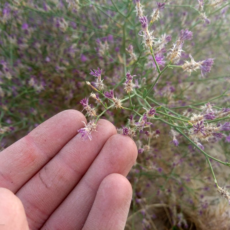Squarrose Knapweed photo 8