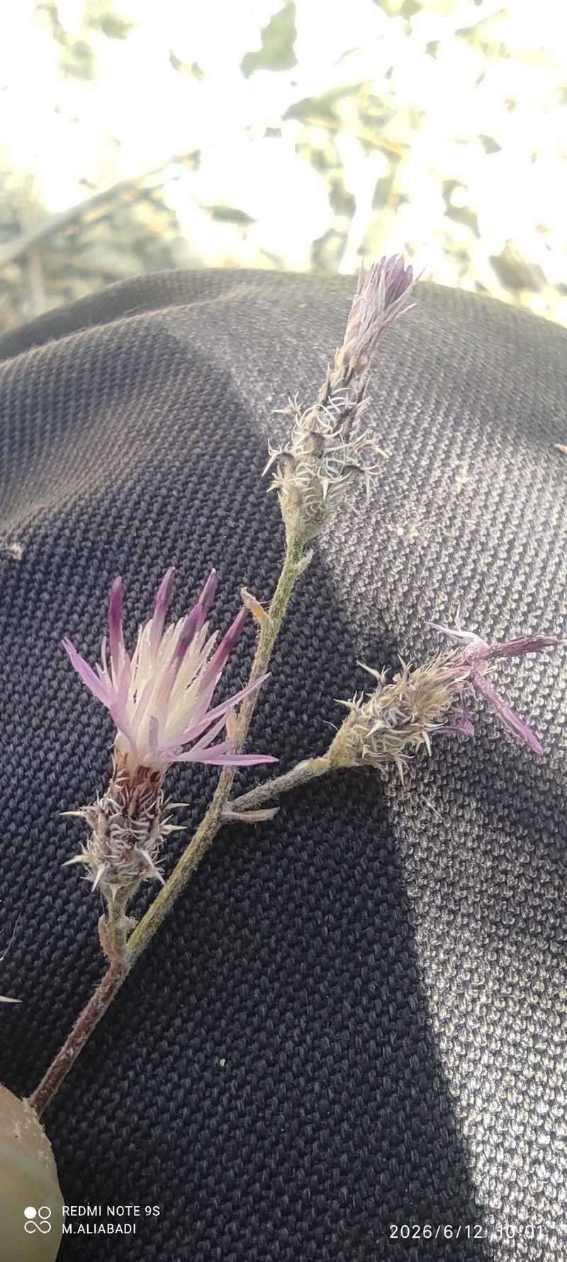 Centaurea virgata subsp. squarrosa photo 2