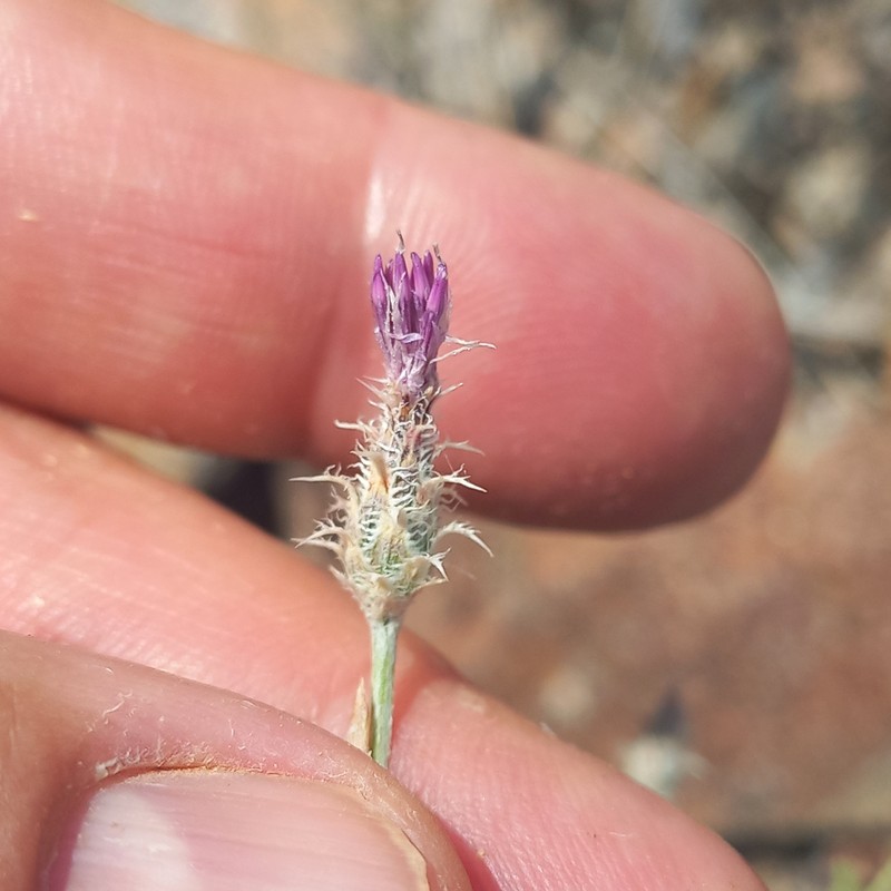 Centaurea virgata subsp. squarrosa photo 3