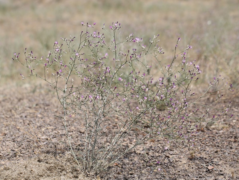 Centaurea virgata subsp. squarrosa photo 4