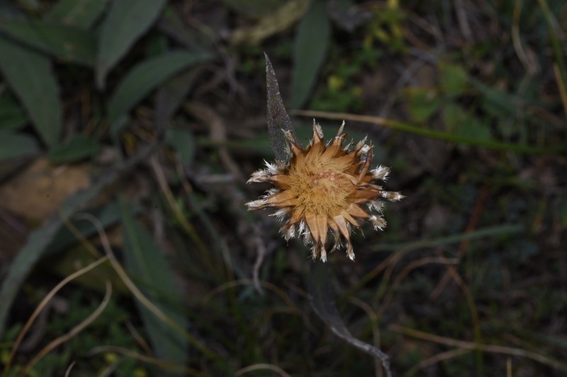 Centaurea vlachorum