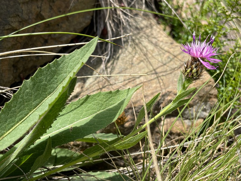 Centaurea vlachorum photo 2