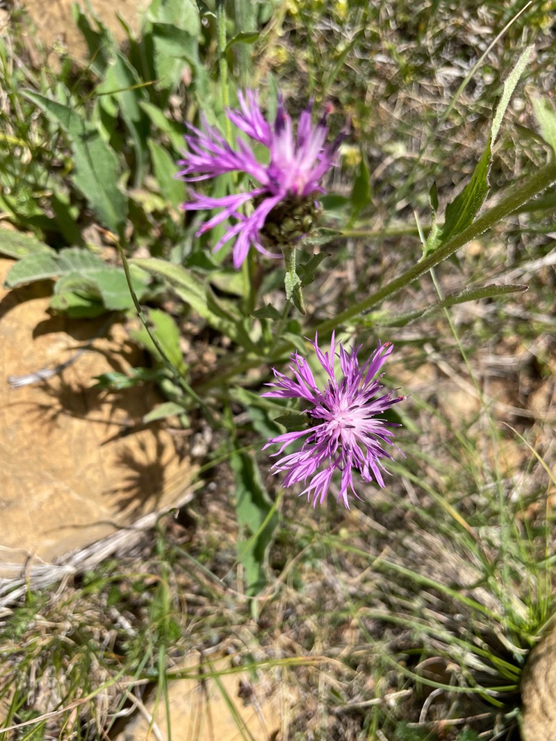 Centaurea vlachorum photo 3